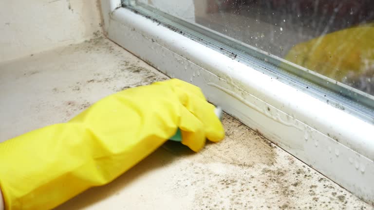 Mold Documentation for Insurance Claims